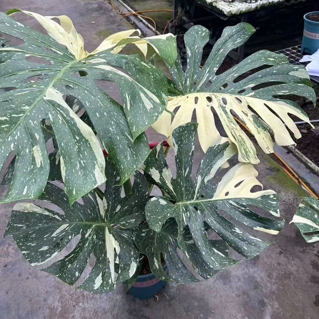 洒金龟背竹网红热植室内装饰好养观叶植物