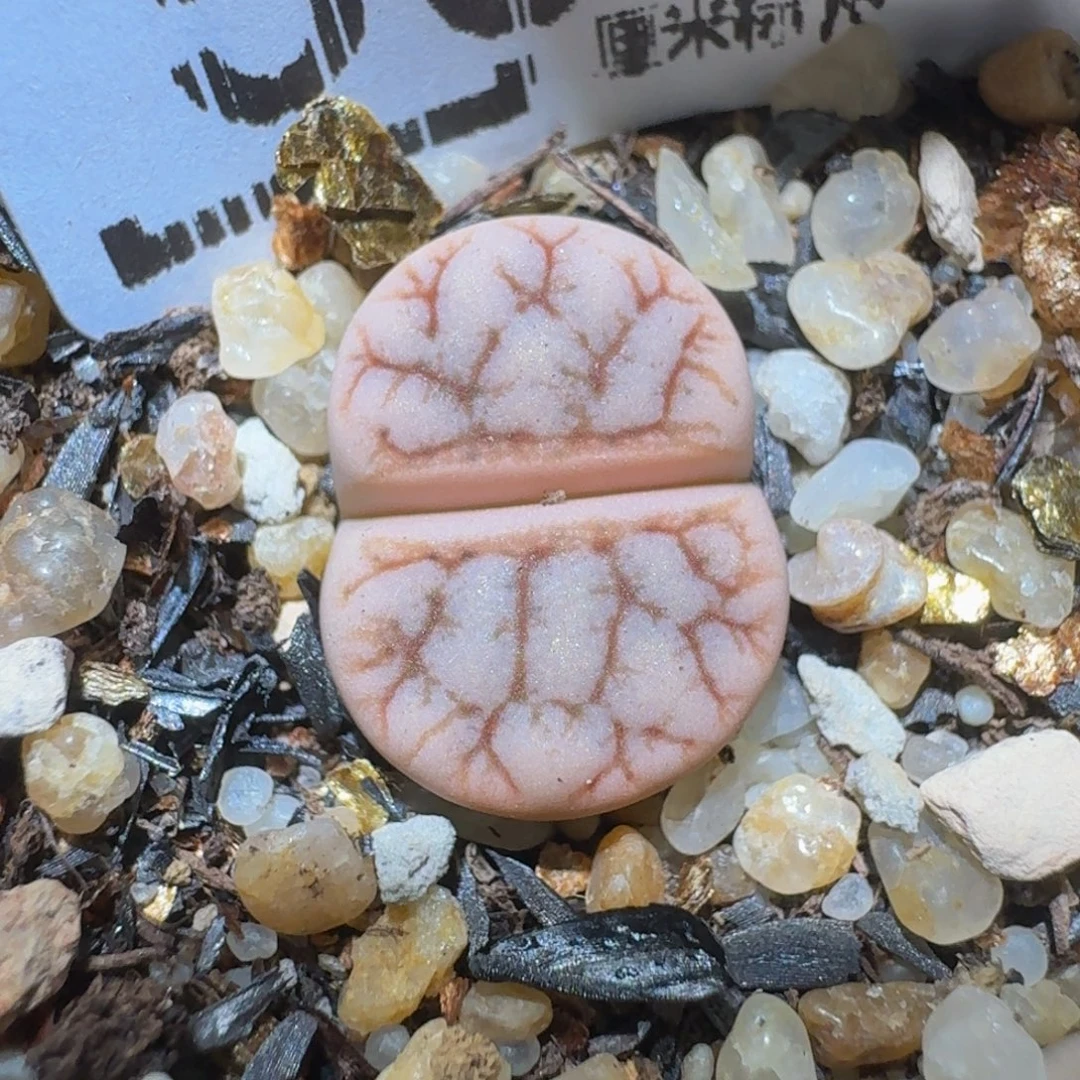 zzzzz精品生石花505
