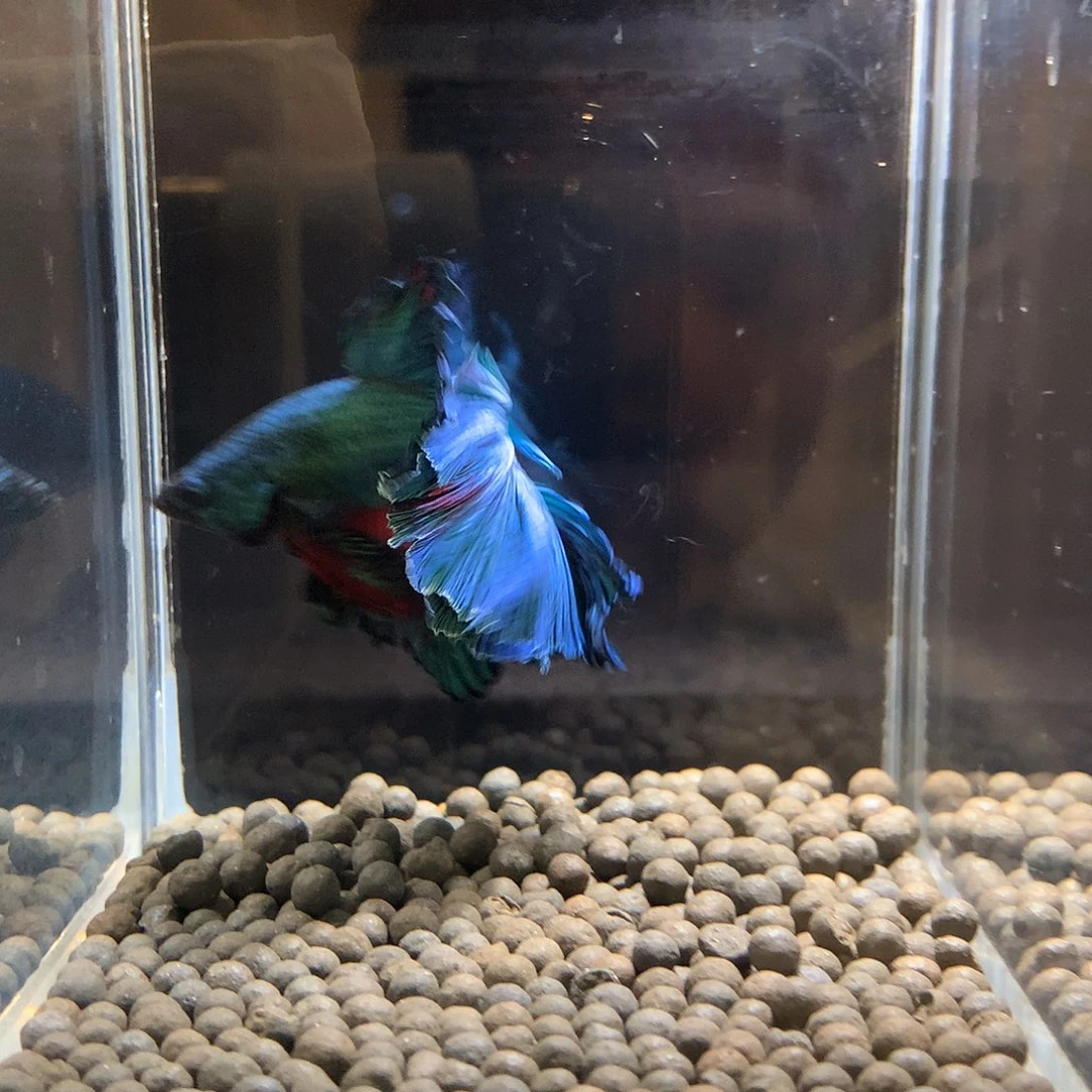 海水鱼七弟泰国斗鱼11