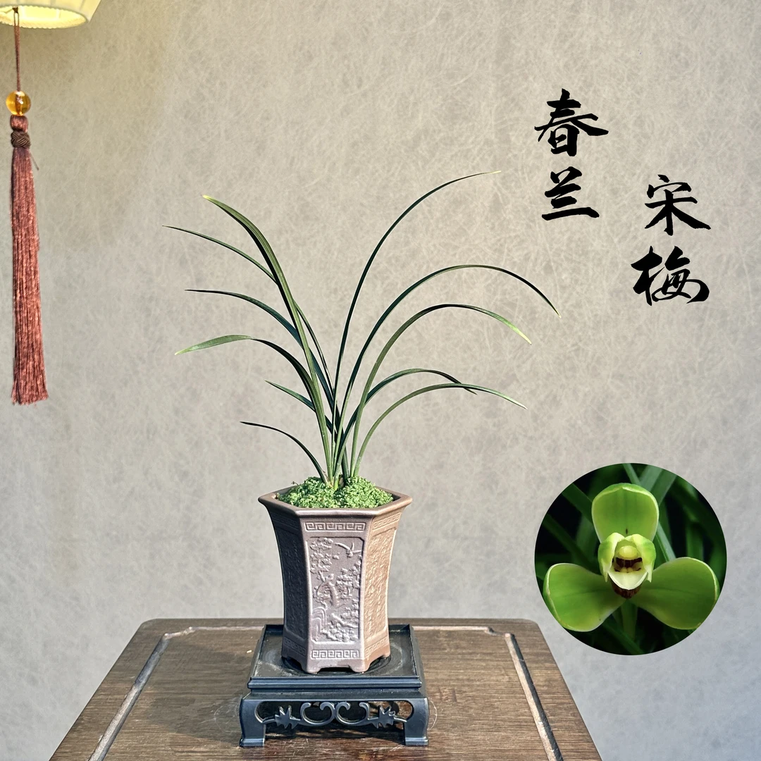 春兰老八种之首宋梅四大天王国兰2苗带盆底座好养易活室内绿植