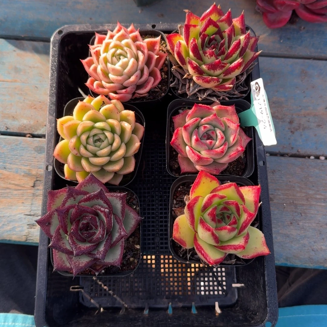 从前慢多肉精选编号1219.24