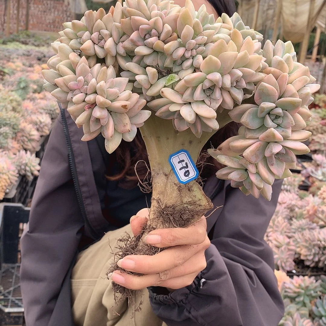 170 淡雪锦缀一物一拍
