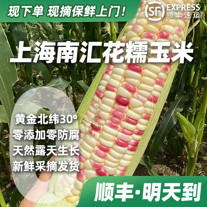 【下单·明天到】南汇本地花糯玉米露天种植头茬新鲜现摘带叶带壳现发包邮带箱顺丰上门售后保障3.2~9.5斤上海市