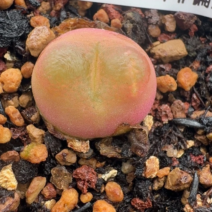 1018带盆发货5888999