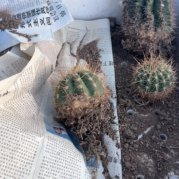 奔****活蒙娜丽莎35的毛花柱