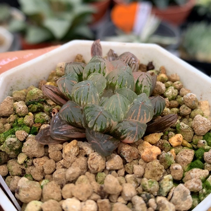 狄原no5玉露锦，带盆发货