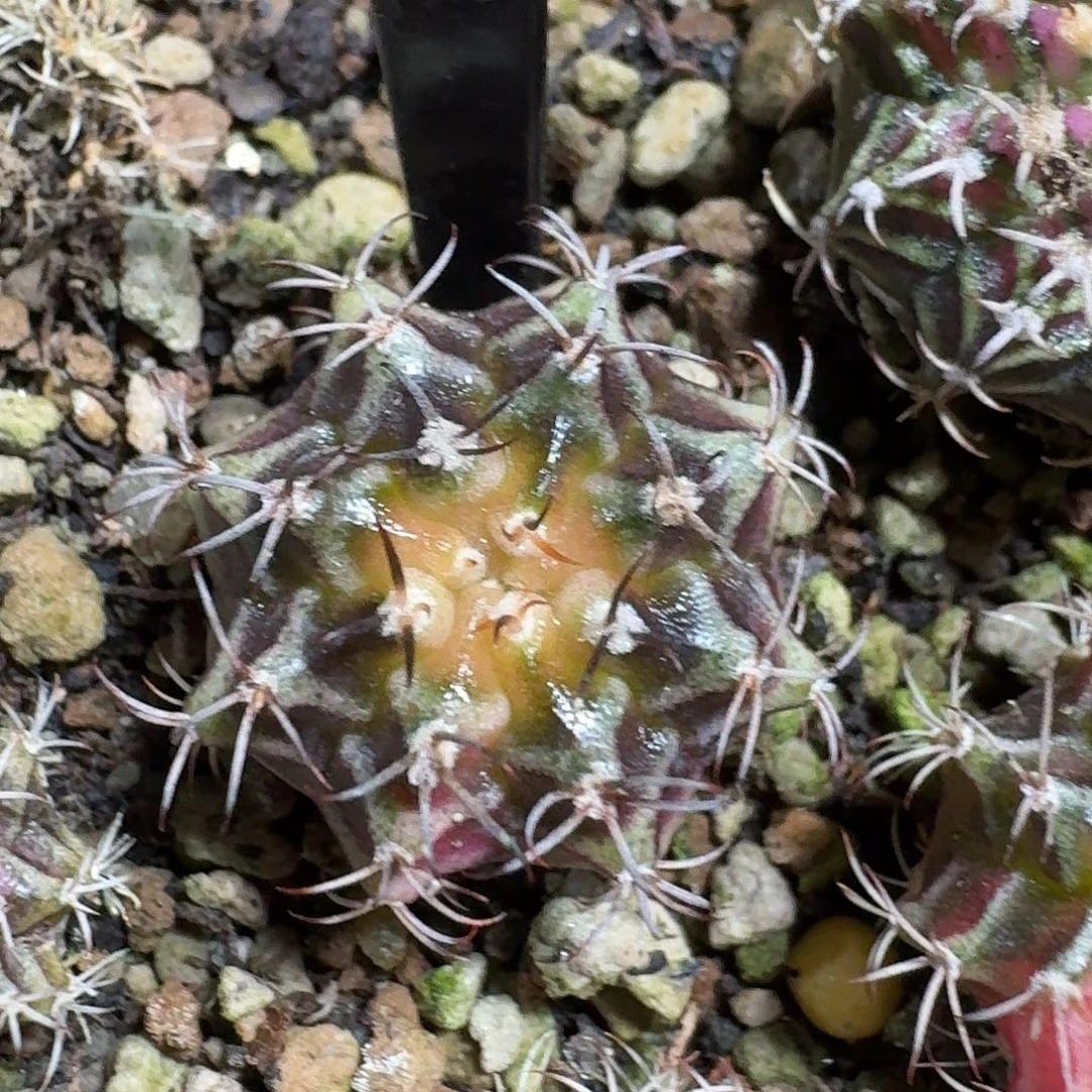 泉***技米哈实生自然锦75