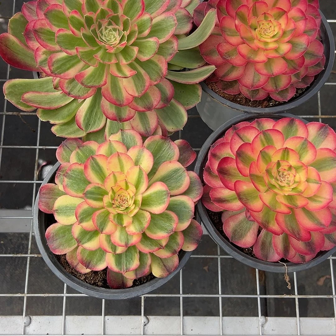 光***，精品多肉植物306组合