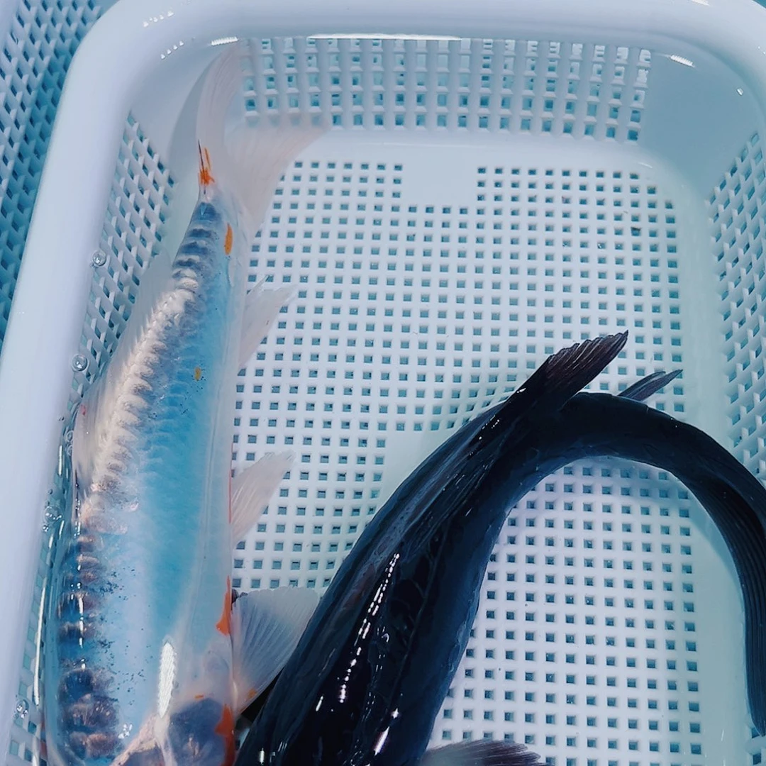 锦鲤锦鲤冷水鱼观赏108