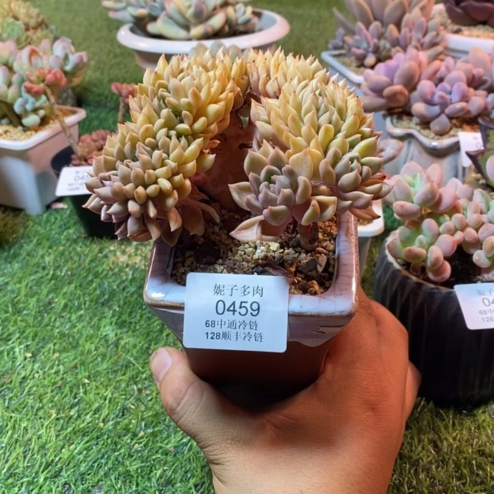 0459啊啊啊啊啊啊啊啊啊啊
