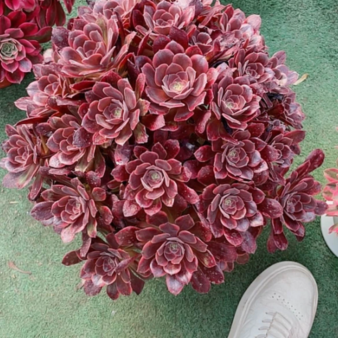 【闪购商品】杨*法师好看也好养