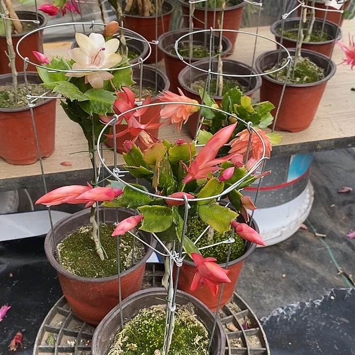 用****9叶仙嫁接蟹爪兰一物一拍