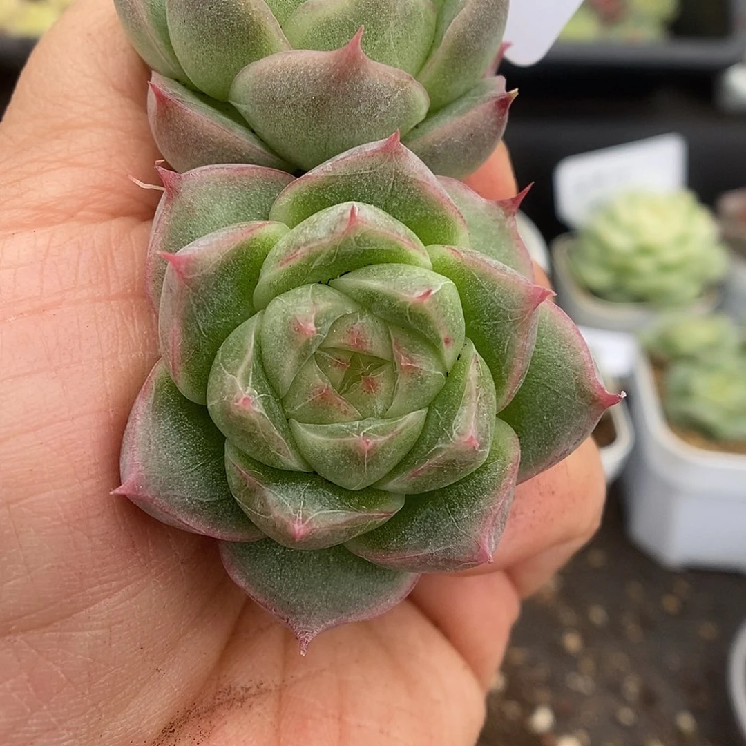 一物一拍一物一拍925-161