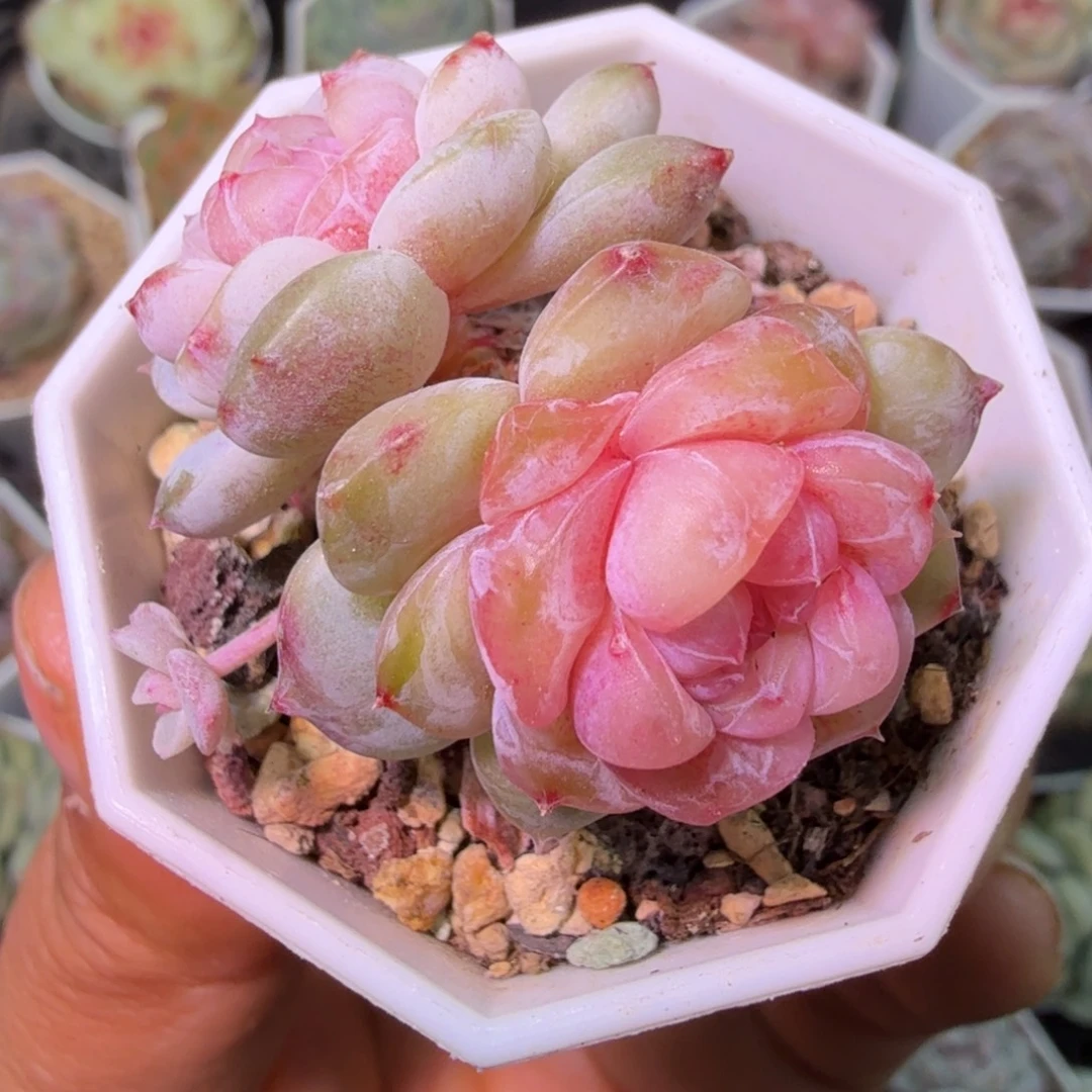 云岚双头开播福利