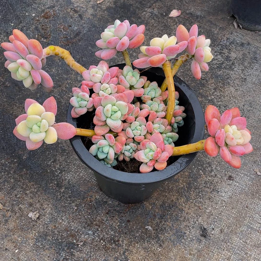 丽***6红洛神多肉植物群