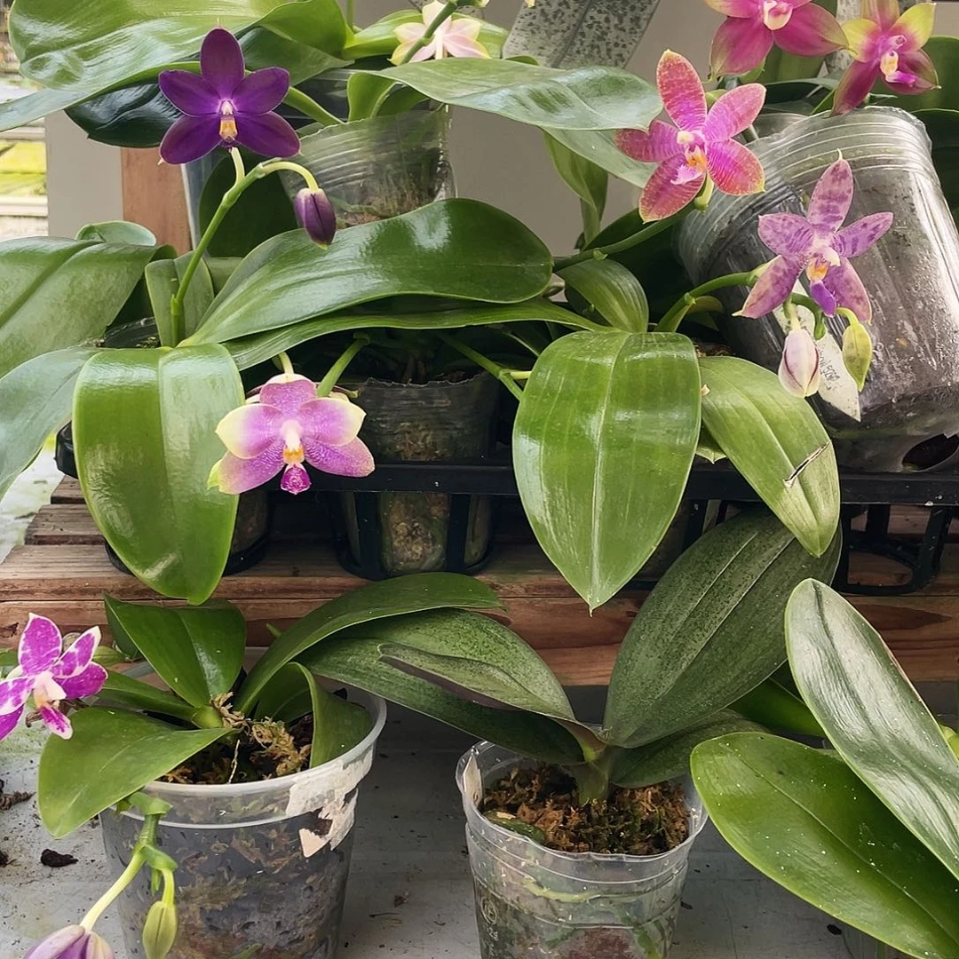 满***河当前无花栽培后可以开花补着价的，买单