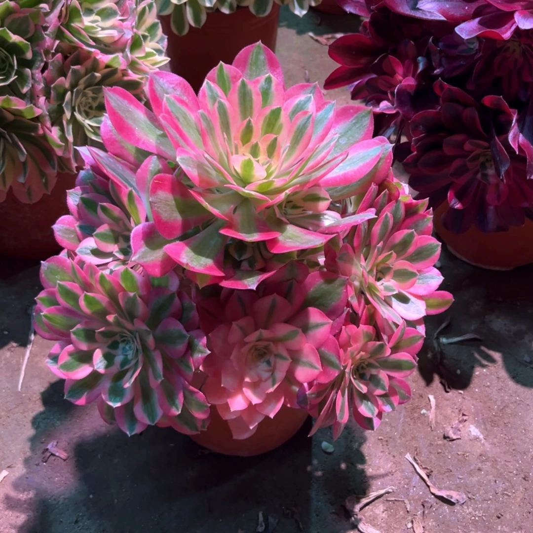 多肉植物女巫954