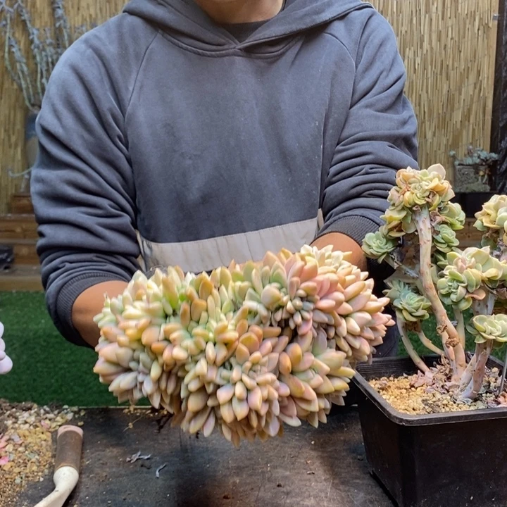 真***在466号淡雪多肉植物