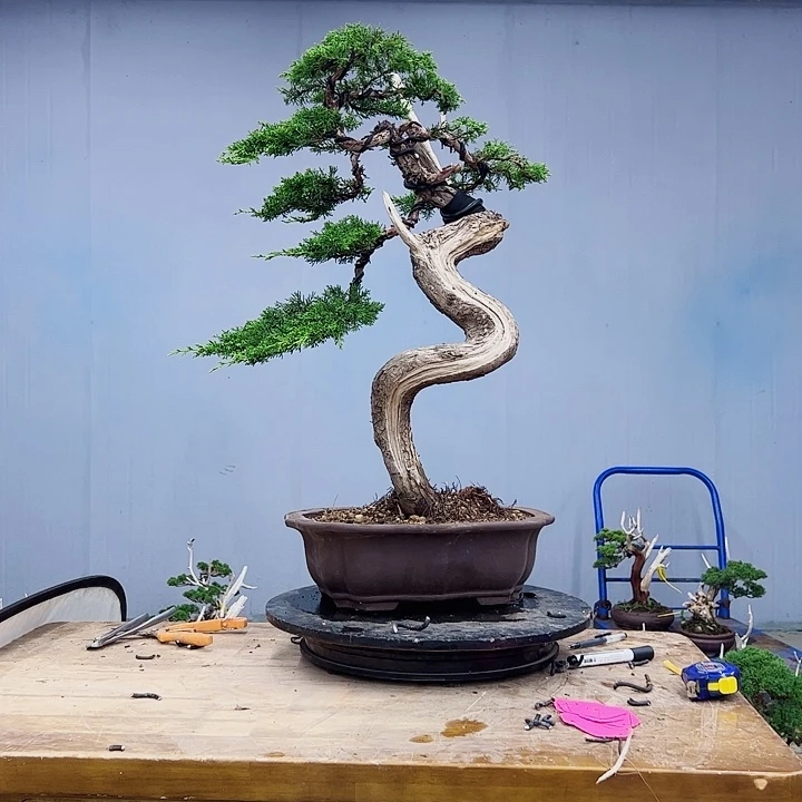铭****无花朵老桩系鱼川柏