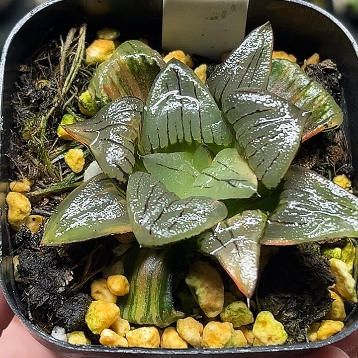 134红纹寿锦头家多肉十二卷