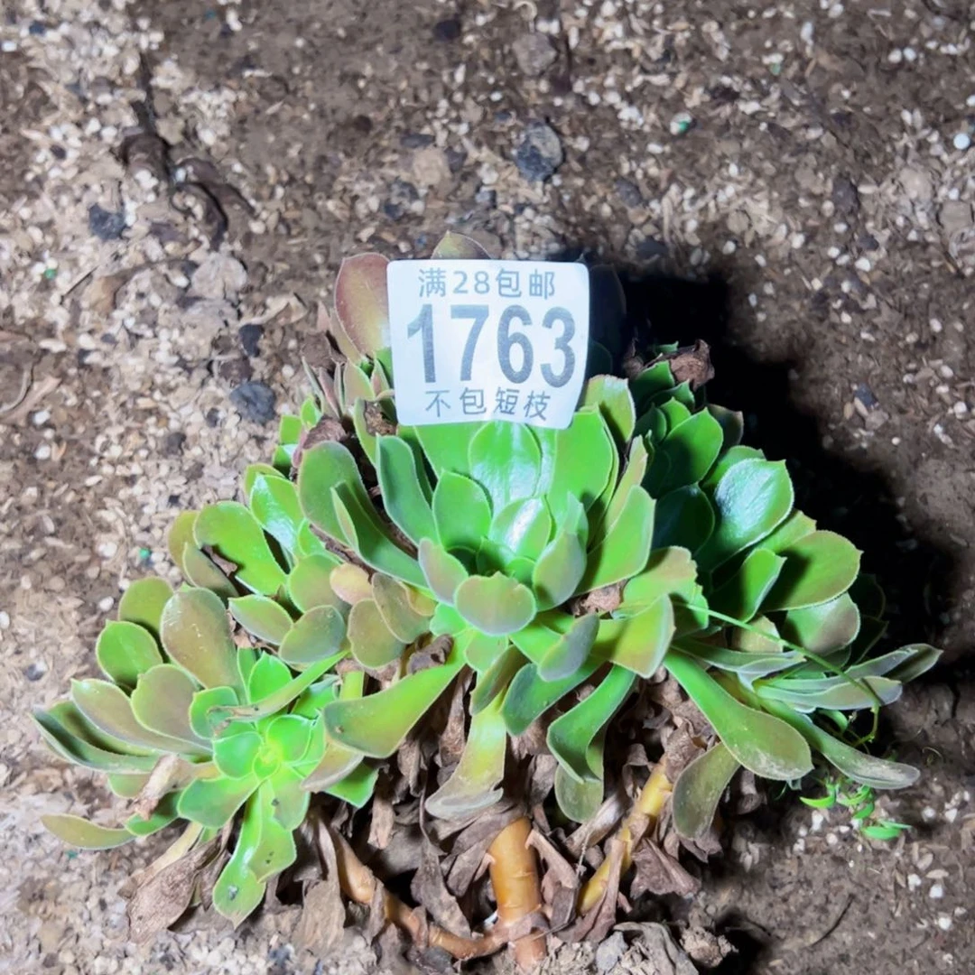 流星雨多肉植物1763