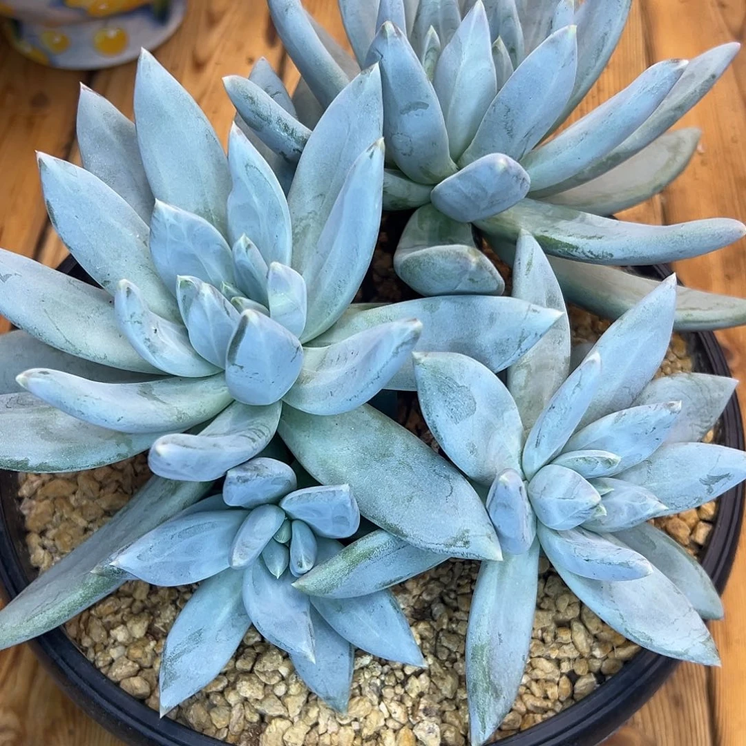 伊丽莎白，一物一拍