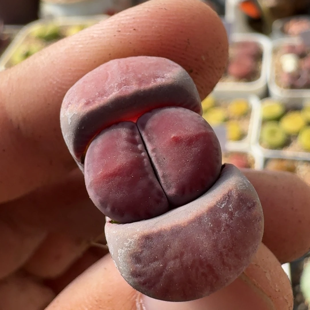 嗯*好K201紫菊饼干回交版