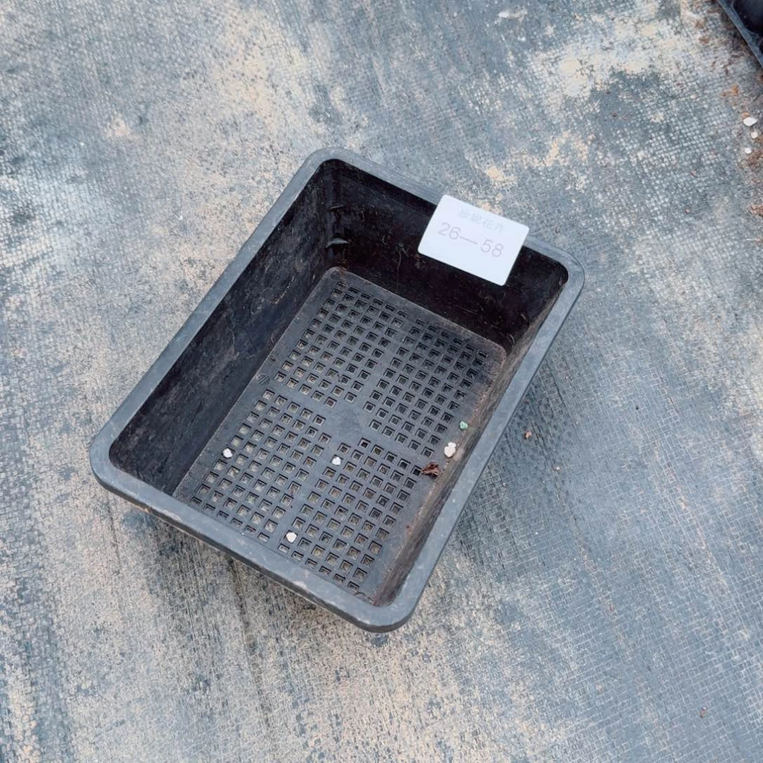 9克编号珍妮一颗东云量拍26-58