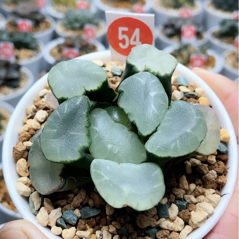 【闪购商品】54大窗紫镜