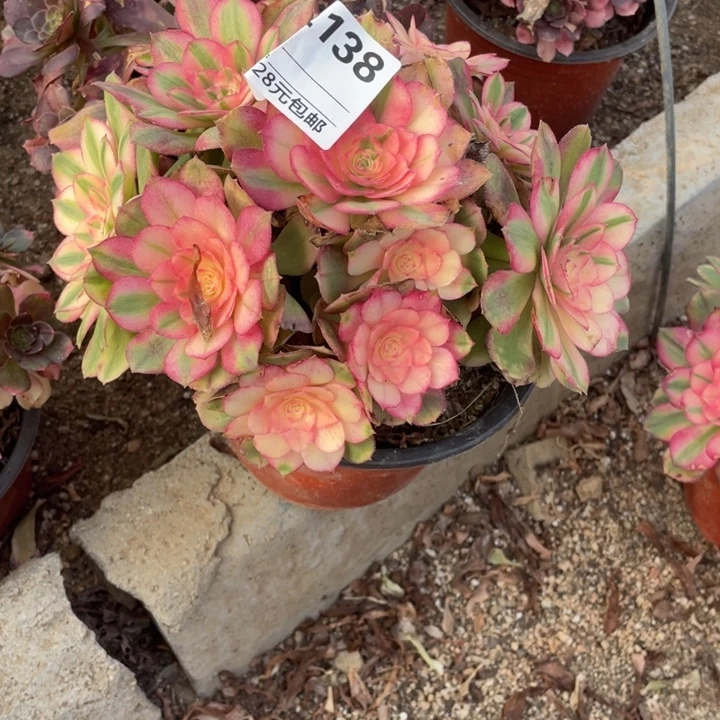 多肉荔枝法师朵朵138