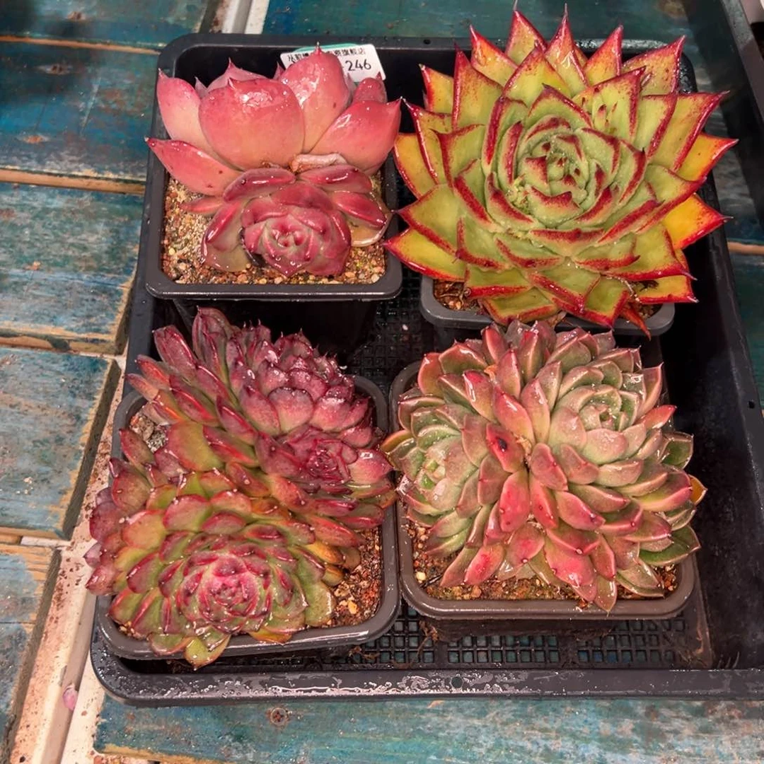 从前慢多肉精选编号0121.246