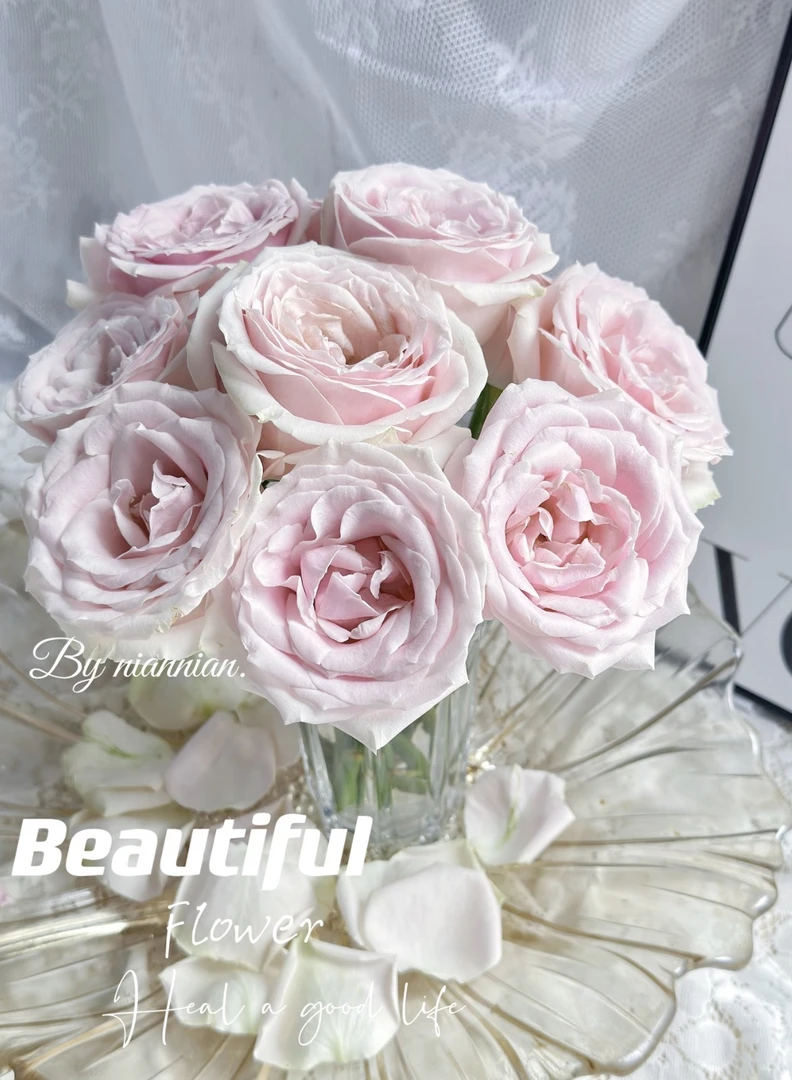 粉红雪山单头玫瑰 云南基地直发