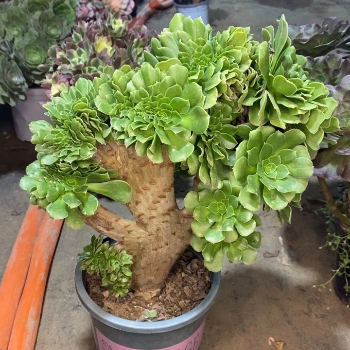 绿羊绒缀多肉植物21