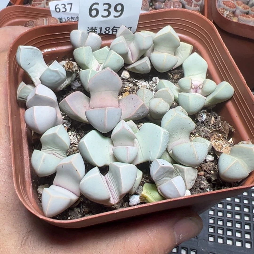 【闪购商品】 639。