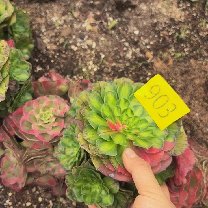 多肉植物福利903个