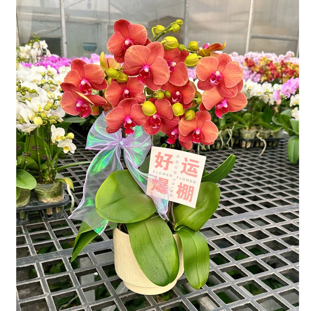 【金桔组盆】颜色喜庆好看桌面花型蝴蝶兰室内摆放耐热花期长盆栽