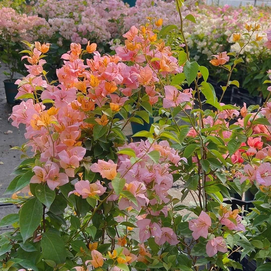 当前无花栽培后可以开花金发女郎带竹一棵