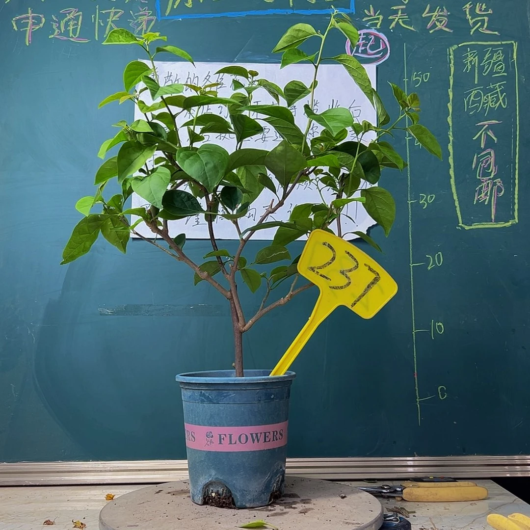 当前无花栽培后可以开花黄玫瑰237