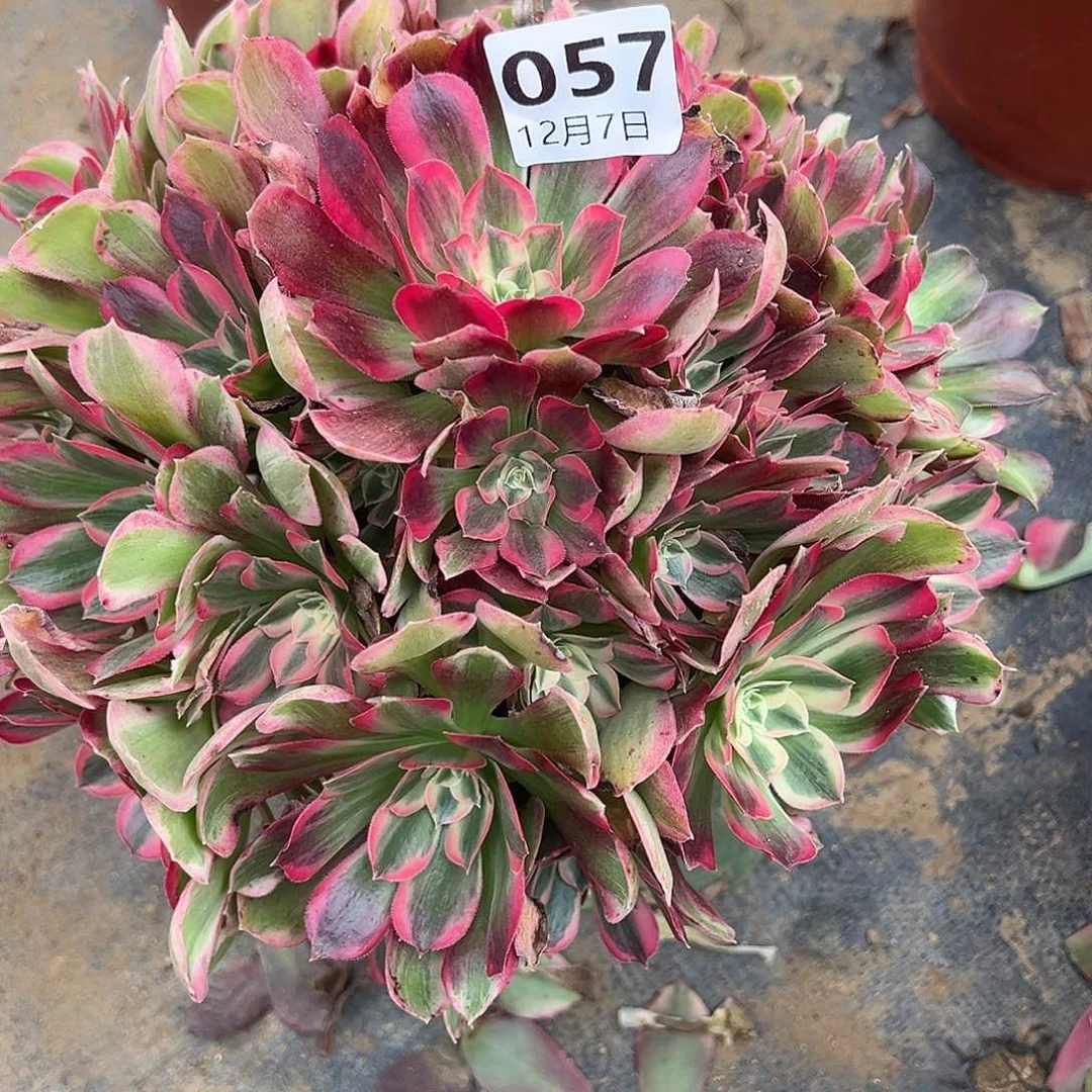 12.7-57男神多肉植物