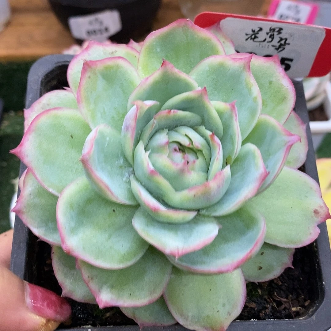285侧影玫瑰哈哈哈哈哈