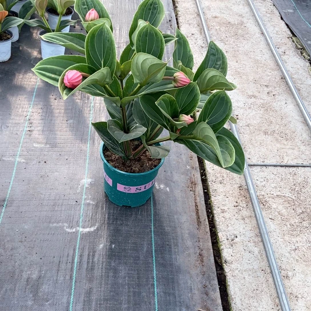 当前无花栽培后可以开花一****号