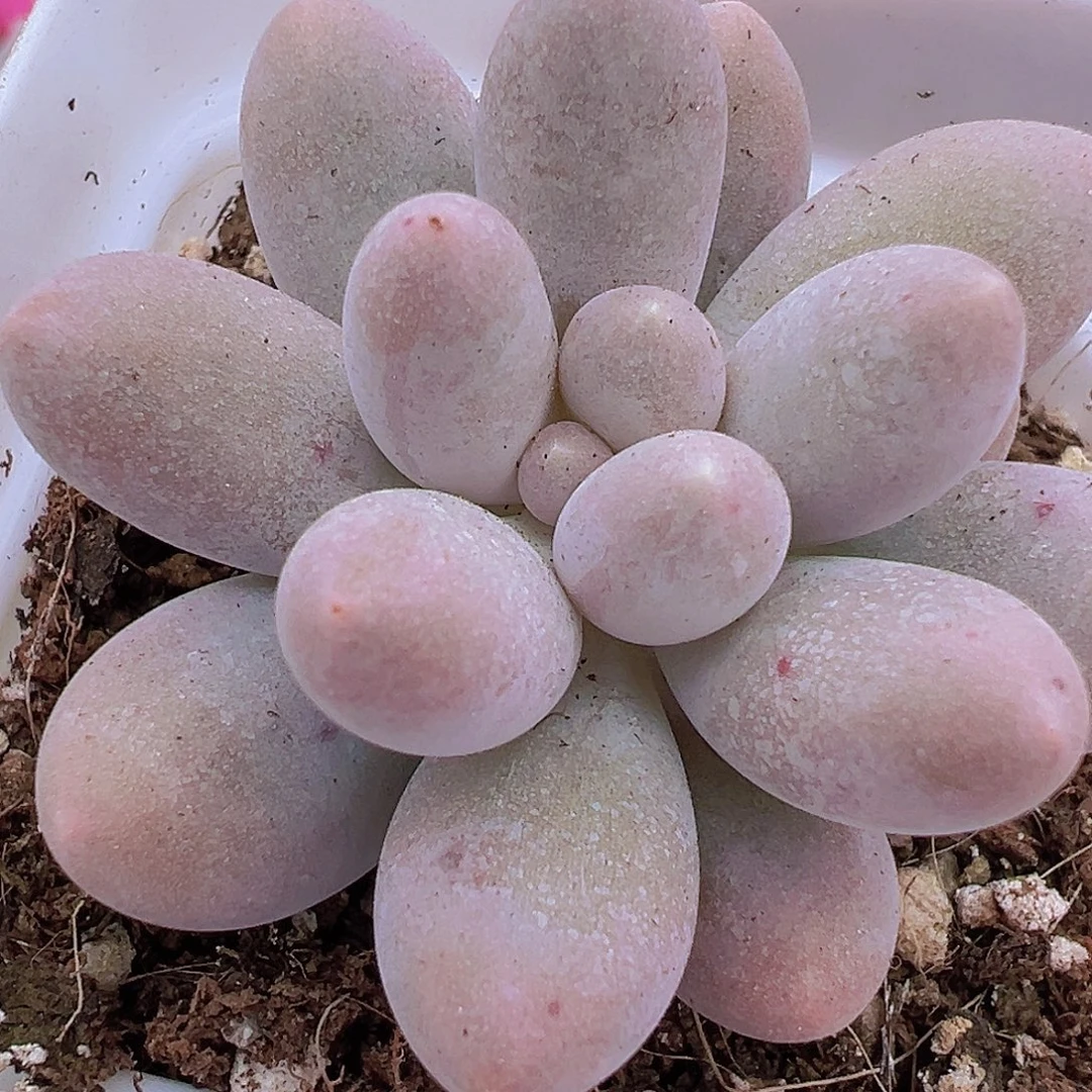 汤圆19包邮多肉植物