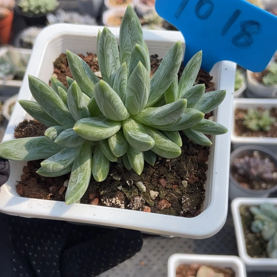 1018水晶蟹爪多肉植物
