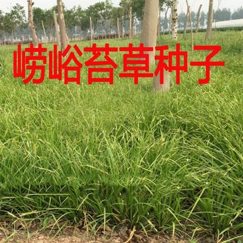 崂峪苔草种子草京苔草崂峪苔草种子崂峪苔草种子草本植物庭院园林