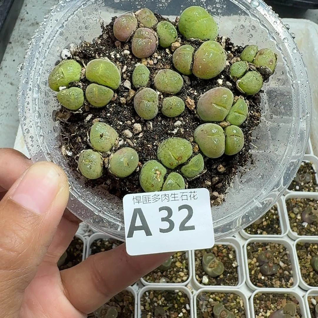 32多肉植物多肉植物