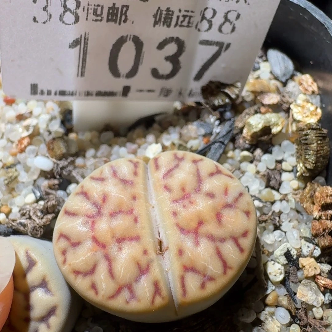 Sss精品生石花 1037特殊