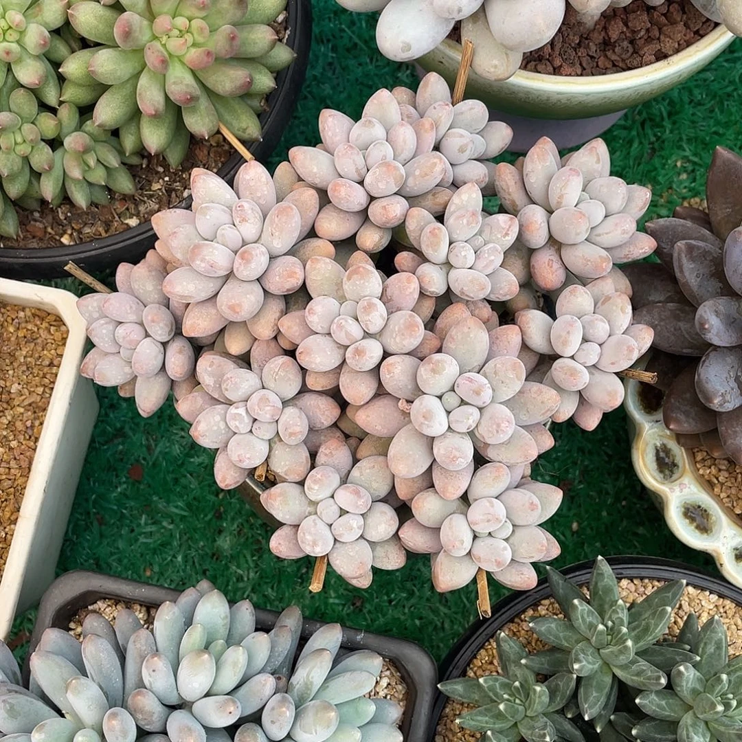 无砍平头粉色恋人多肉