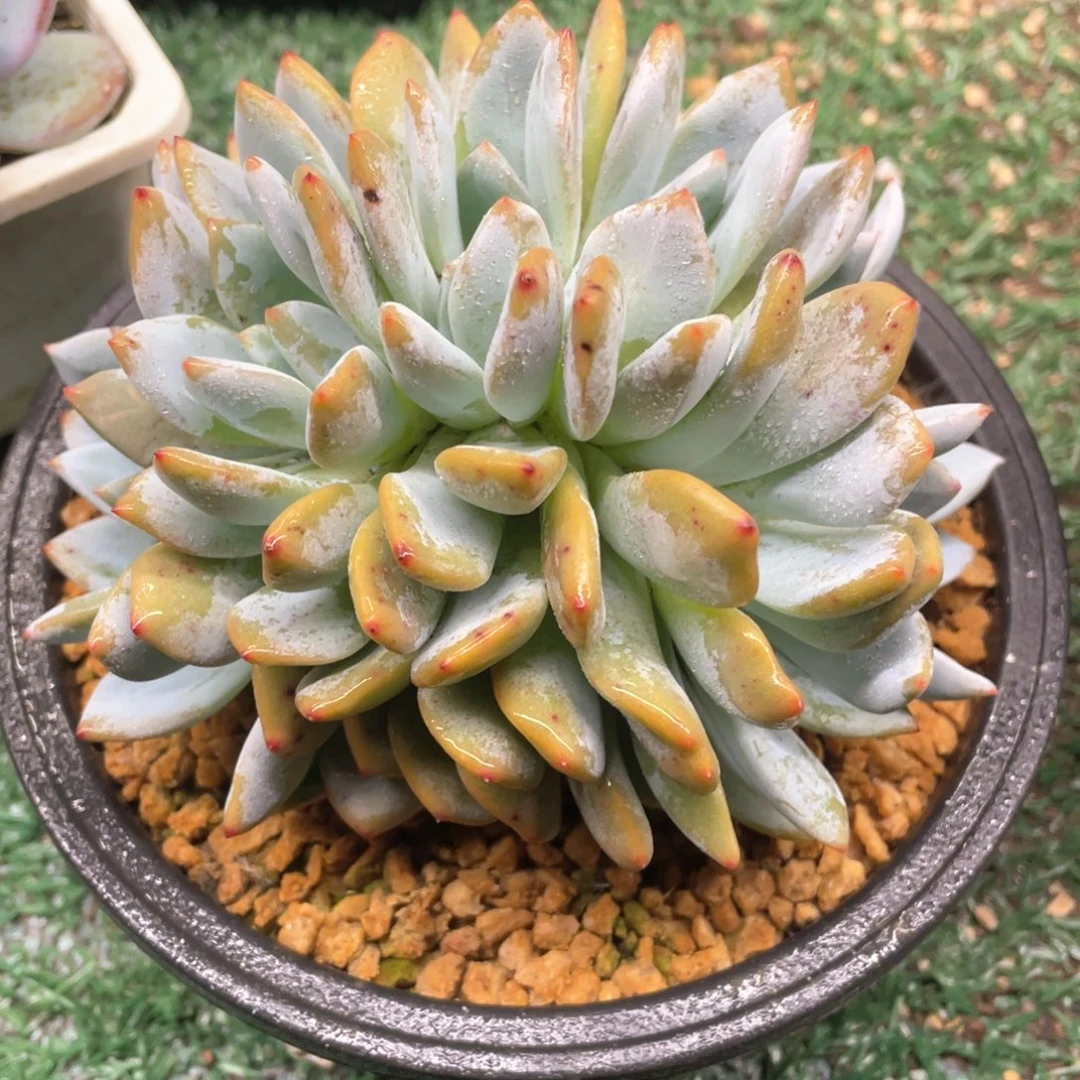 一物一拍28包邮非偏远