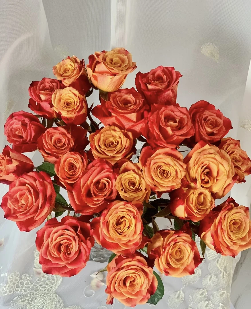 【玖宸花源】火焰多头玫瑰 橙黄复色 中型花 明艳华丽 家庭瓶插花