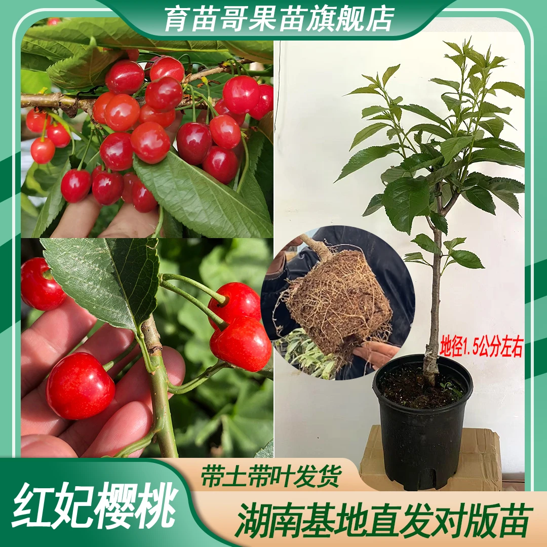 红妃樱桃【精选1.5公分杯苗】嫁接南方樱桃果苗地栽园林盆栽嫁接苗